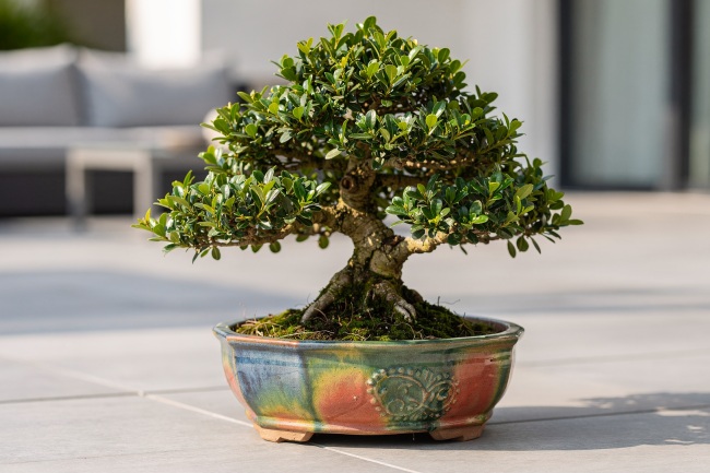 Buxus harlandii - Miniatúrny zimostráz pre dokonalé bonsaje