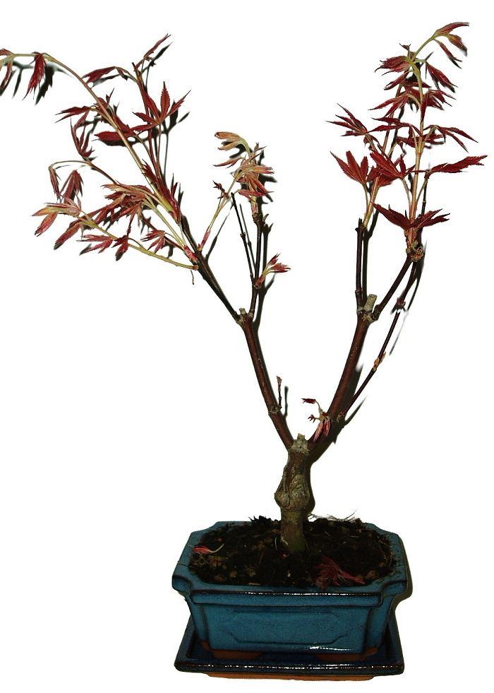 Acer palmatum - Javor dlanitolistý 677