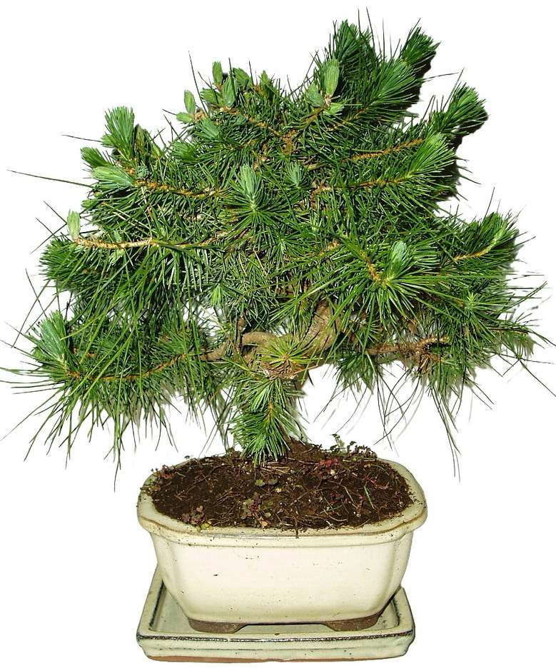 Bonsai Pinus halepensis 404