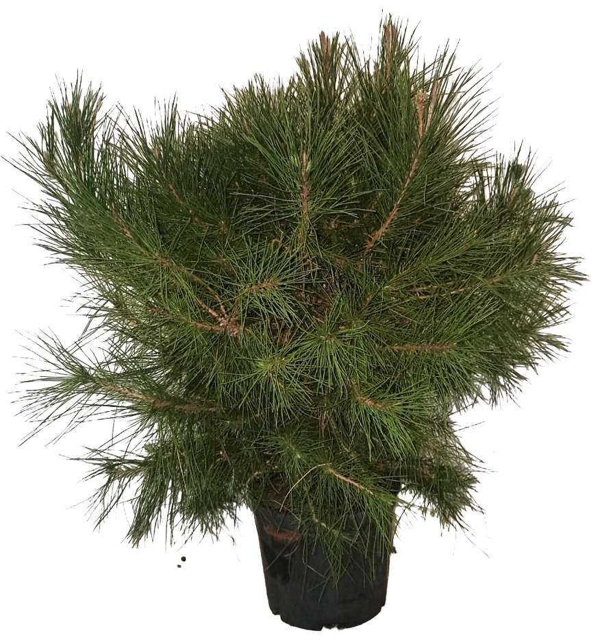 Bonsai Pinus halepensis 572 - obměňuje jehličí