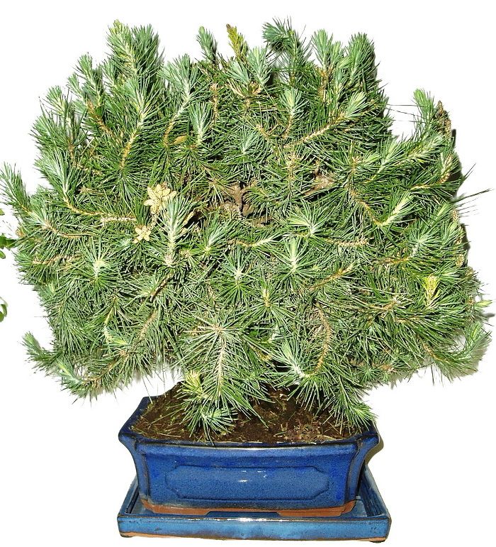 Bonsai Pinus halepensis 723