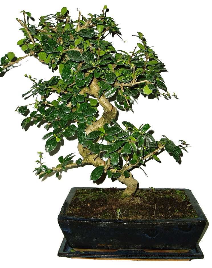 Bonsaj Carmona microphylla - čaj fuki 751