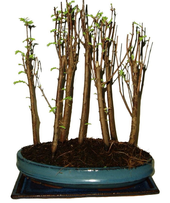 Bonsaj Carmona microphylla - čaj fuki 776