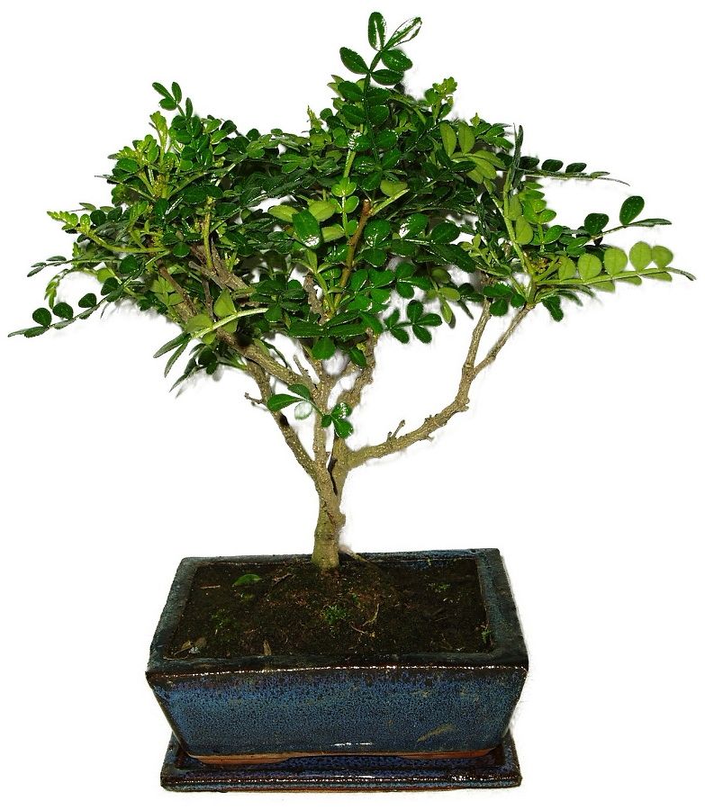 Caragona spinosa - čínský pepř 634 - bonsai