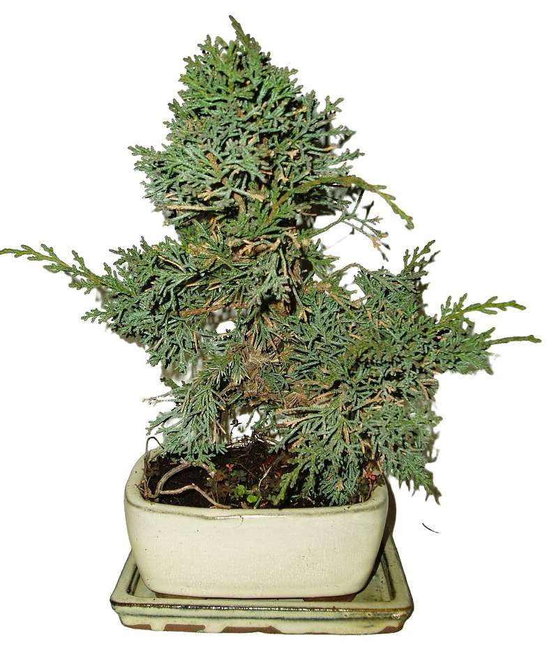 Juniperus - Jalovec 434 - venkovní bonsai