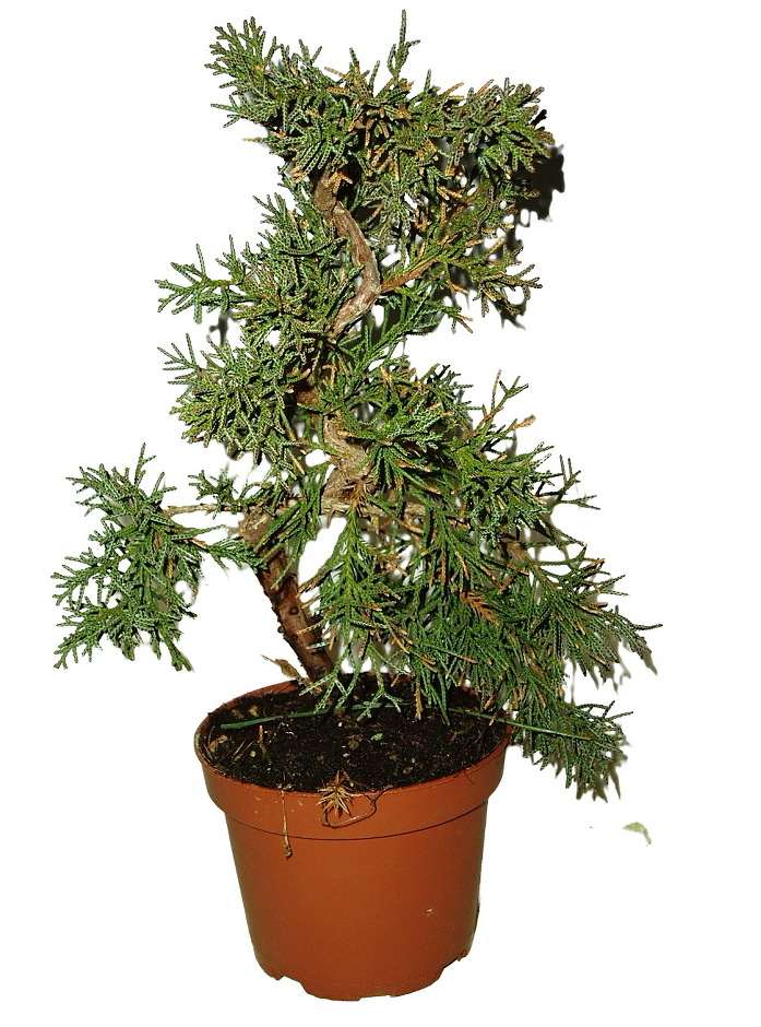 Juniperus - Jalovec 552 - venkovní bonsaje
