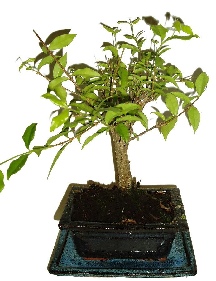 Malphigia - Barbadosská třešeň - Acerola 312