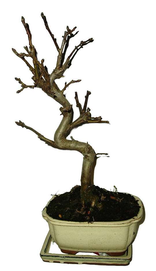 Malus - Čerešňoplodá jabloň 634