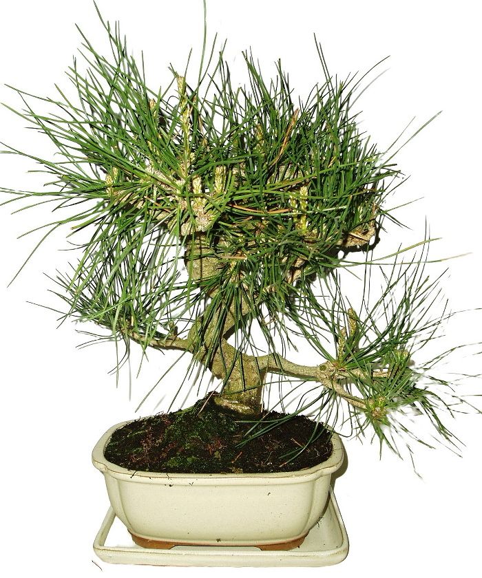 Pinus thunbergi 721 - venkovní bonsaje
