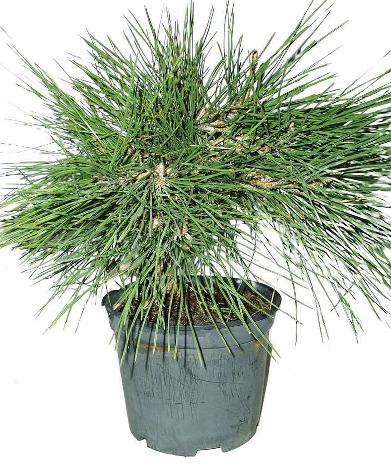 Pinus thunbergii 597 - venkovní bonsaje