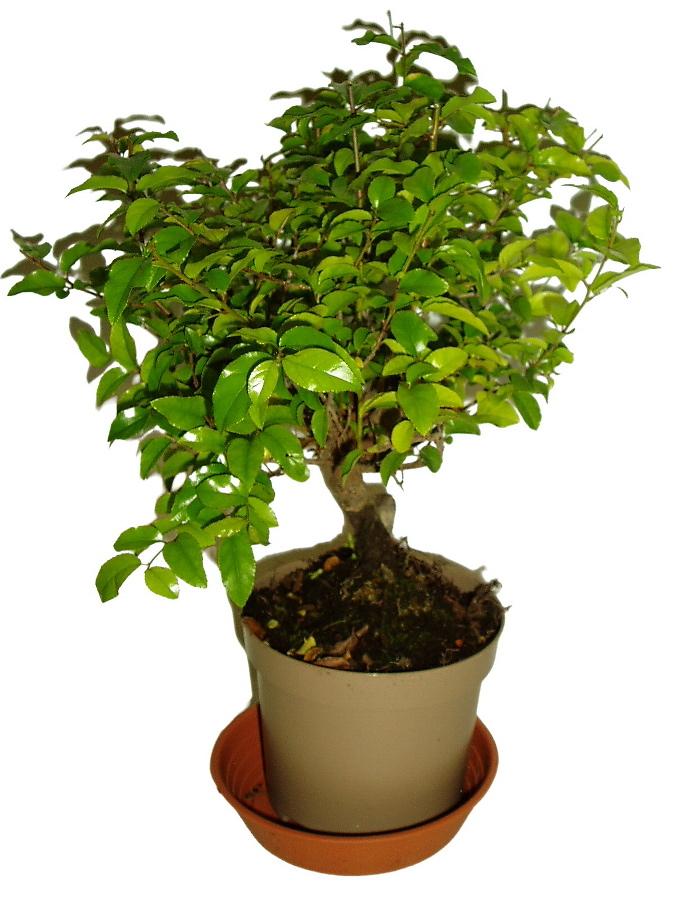 Pokojová bonsai - Sagerethia thea 299