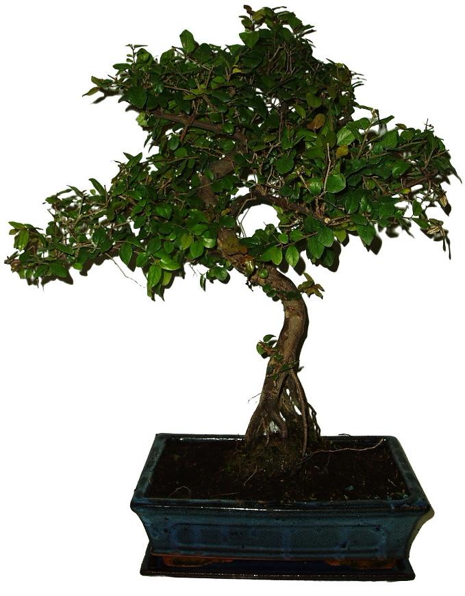Pokojová bonsai - Sagerethia thea 979