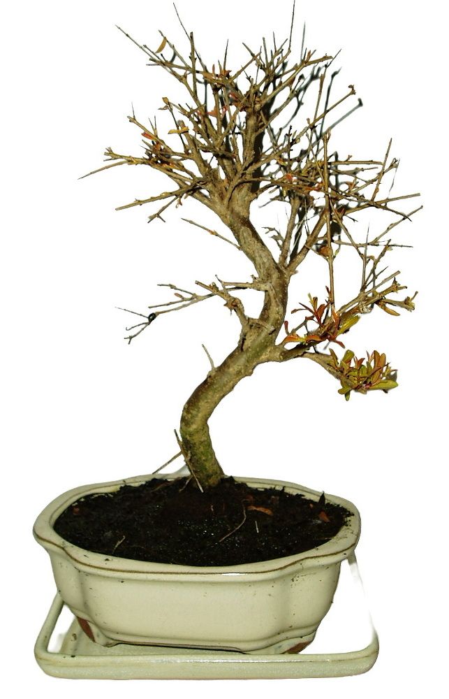 Punica granatum - granátové jabĺčko 255