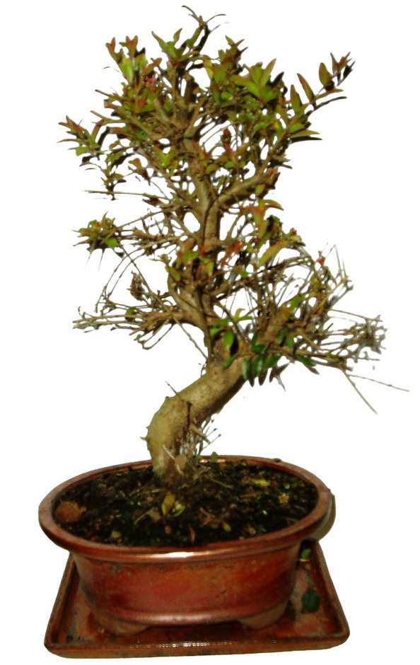 Punica granatum - granátovník 586