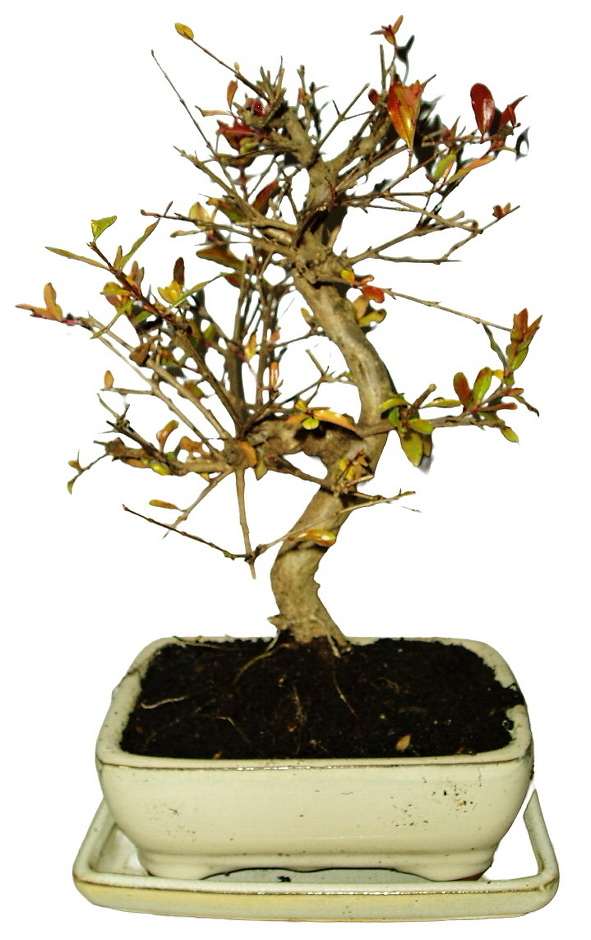 Punica granatum - granátovník 599