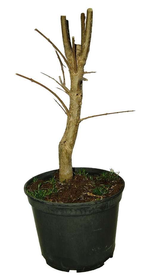 Punica granatum - granátovník 600