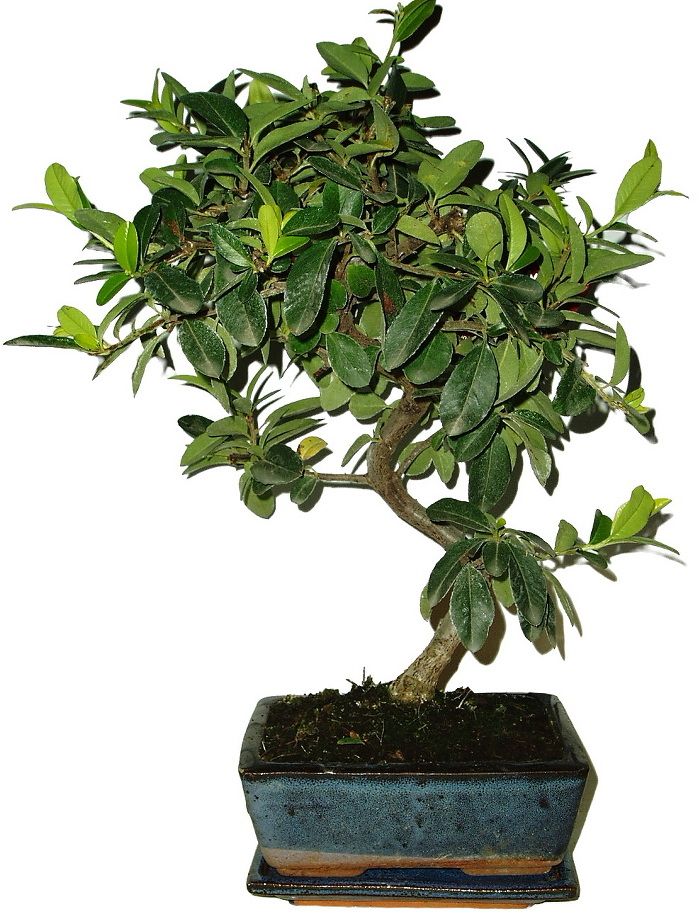 Pyracantha 689 - venkovní bonsaje