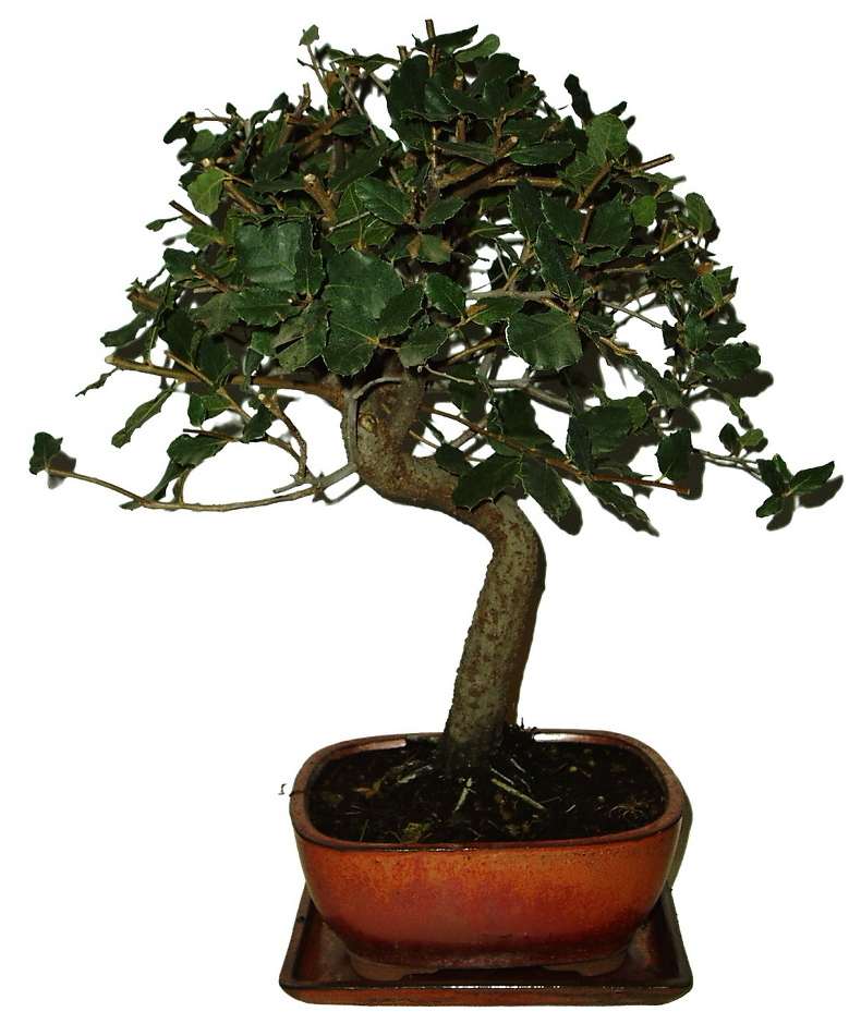 Quercus dub 508 - venkovní bonsaje