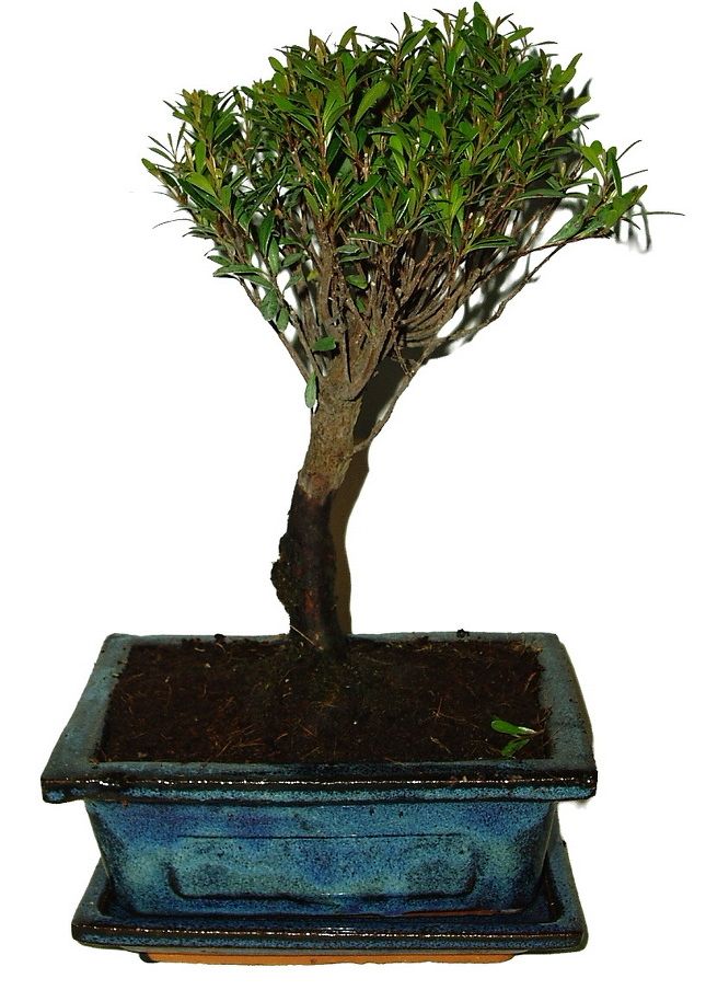 Syzygium 659 - venkovní bonsaje