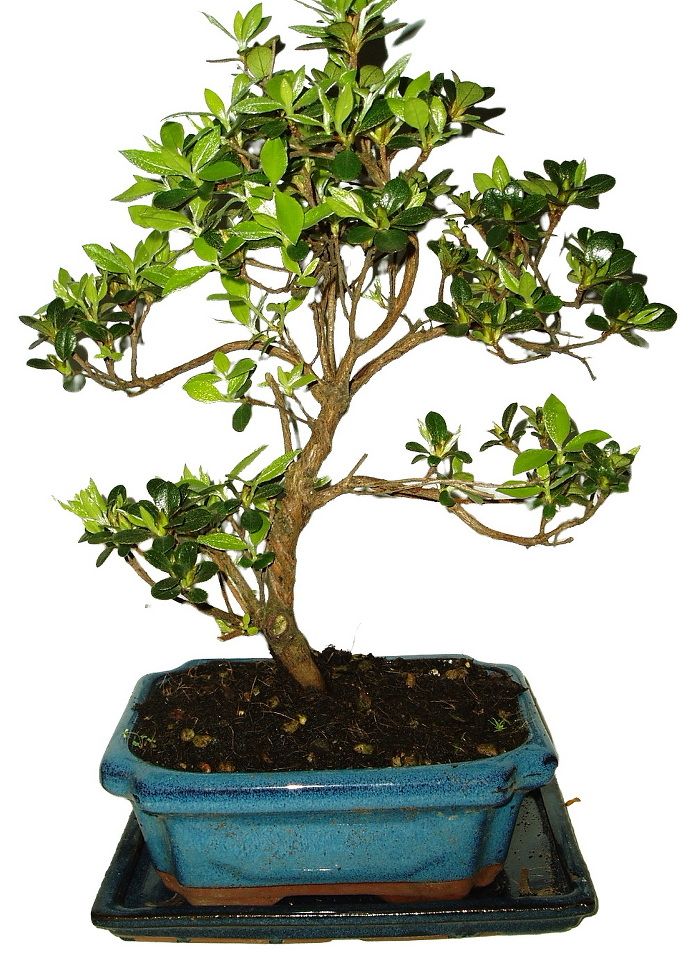 Venkovní bonsaje - Azalka - Rhododendron 691