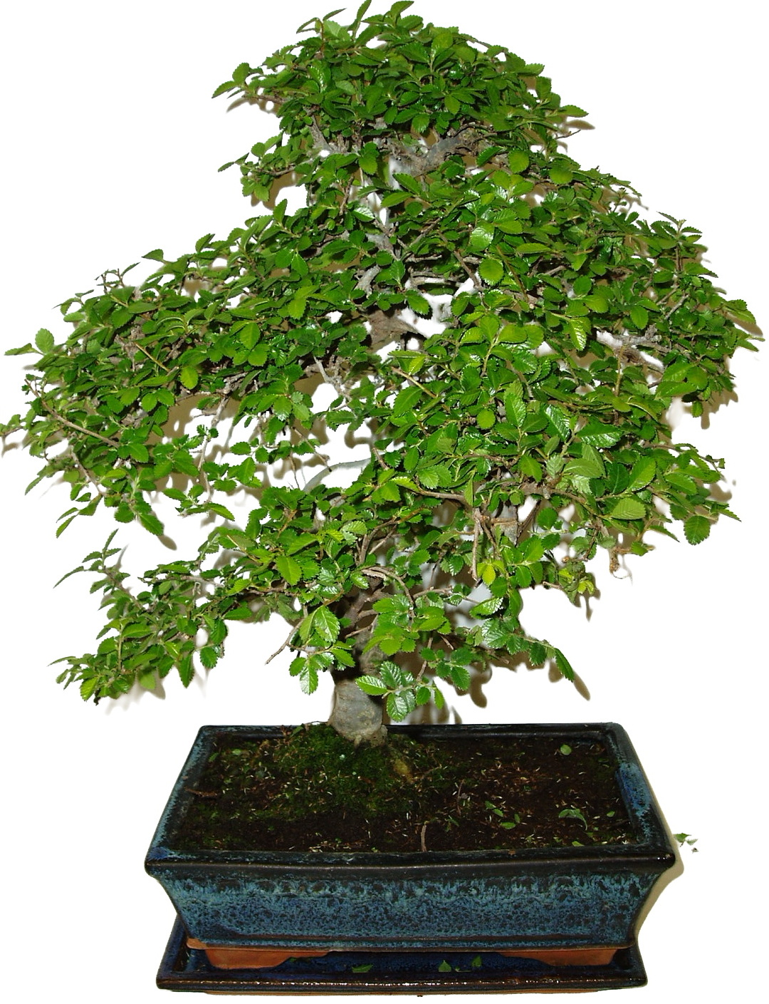 Zelkova 627 - pokojové bonsaje