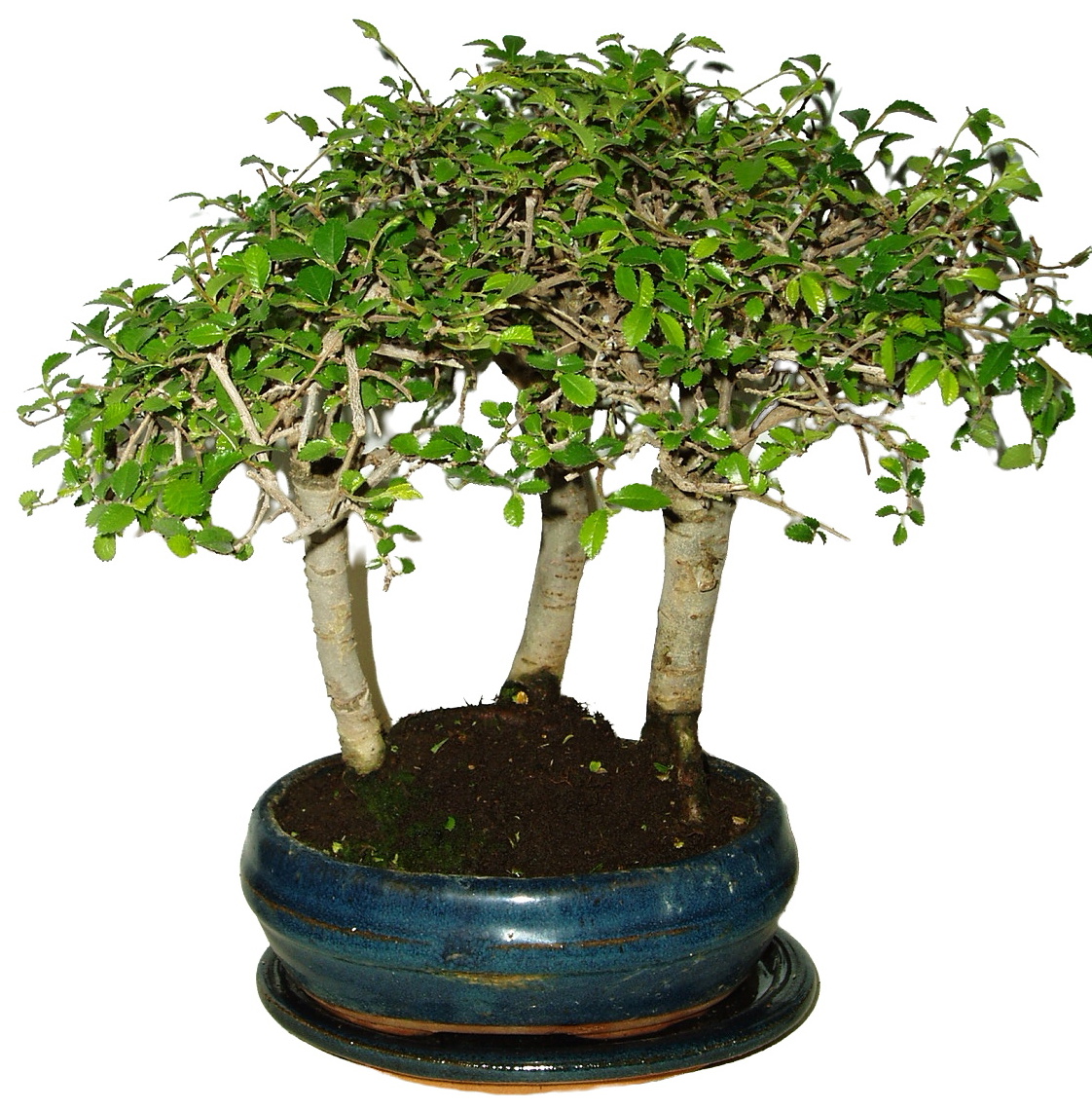 Zelkova 644 - stromořadí - pokojové bonsaje