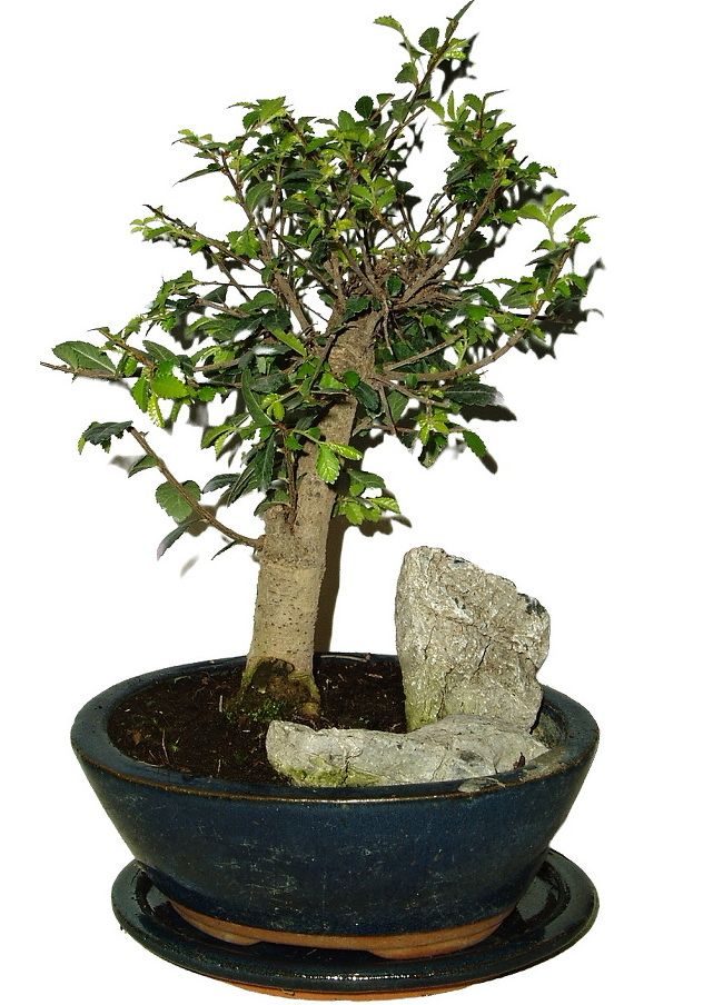 Zelkova 656 - pokojové bonsaje