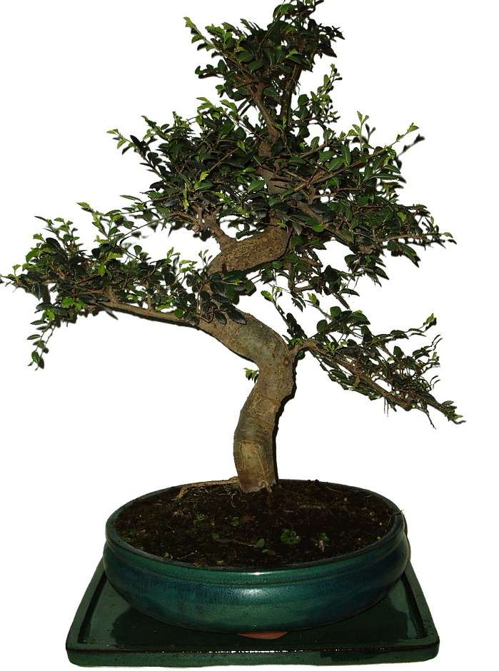 Zelkova 732 - pokojová bonsai