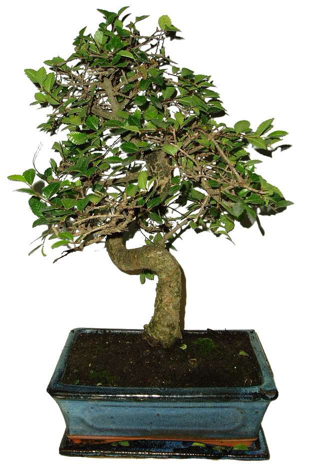 Zelkova 736 - pokojové bonsaje