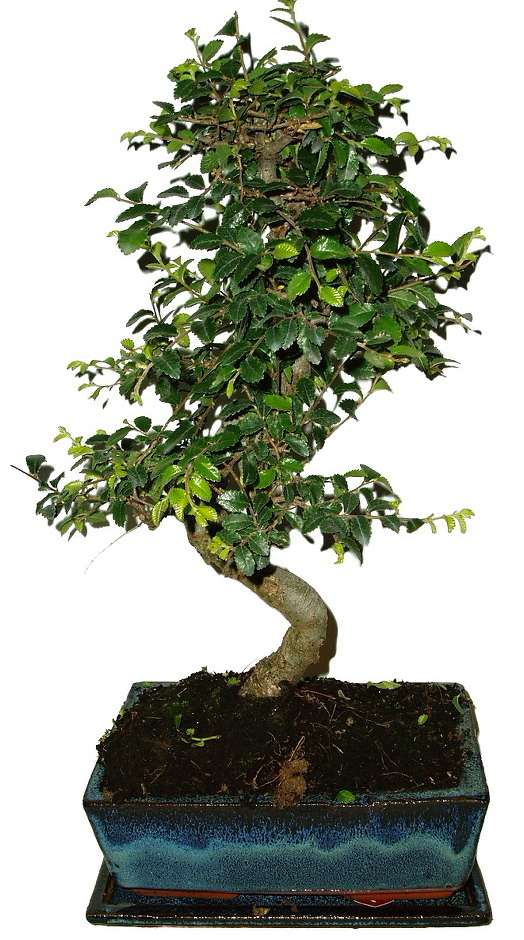 Zelkova 826 - pokojová bonsaj