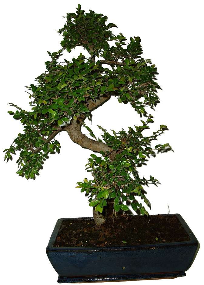 Zelkova 836 - pokojová bonsai