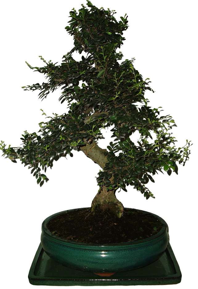 Zelkova 837 - pokojová bonsai