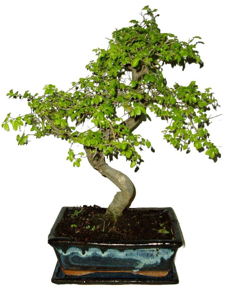 Zelkova 871 - pokojová bonsai