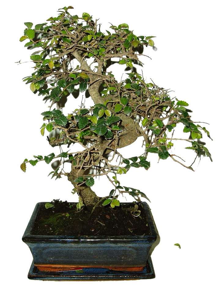 Zelkova 928 - pokojová bonsai