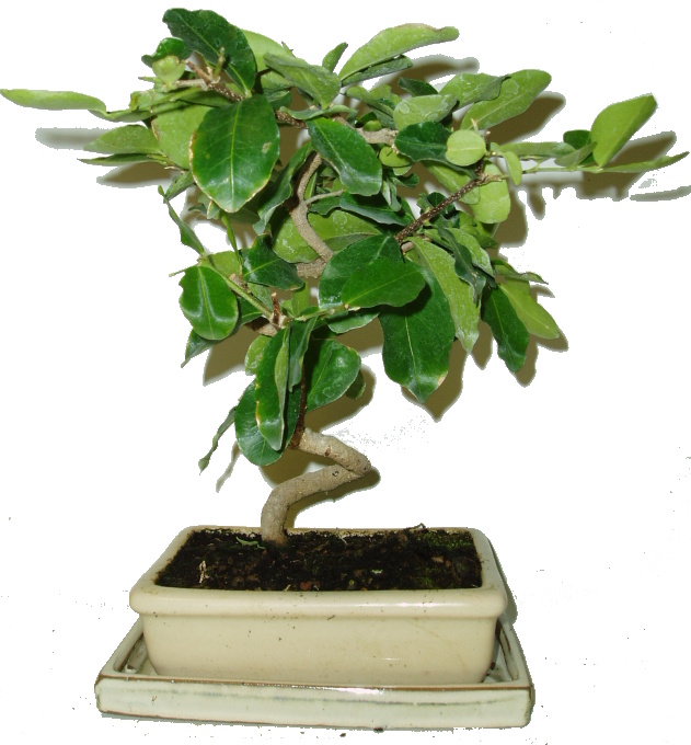 Acerola - Malpighia glabra - tropická barbadosská třešeň 248