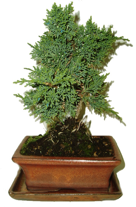 Juniperus - Jalovec 474 - venkovní bonsai