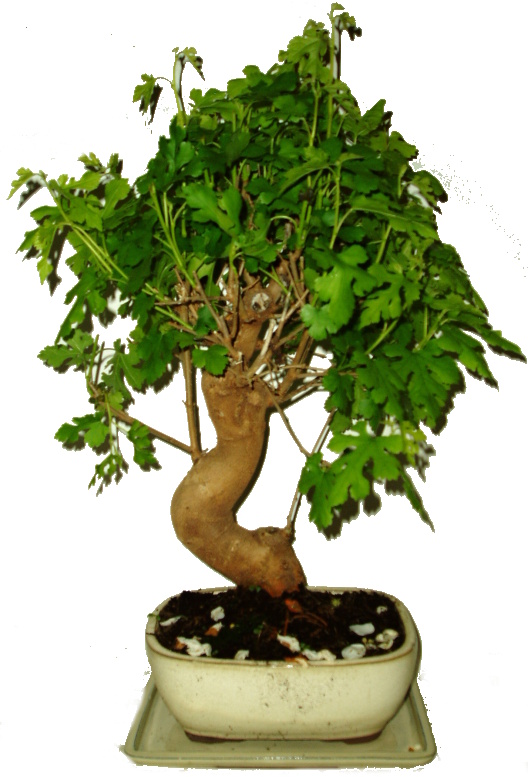 Morus - morušovník 457