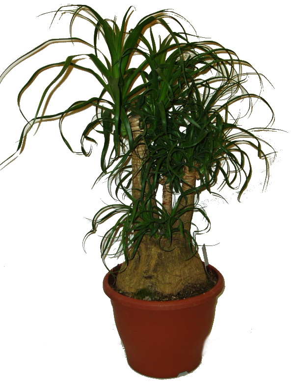 Nolina speciální - 3 kmeny 261