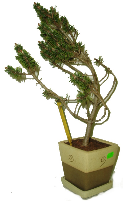 Pinus leucodermis Schmidt 798