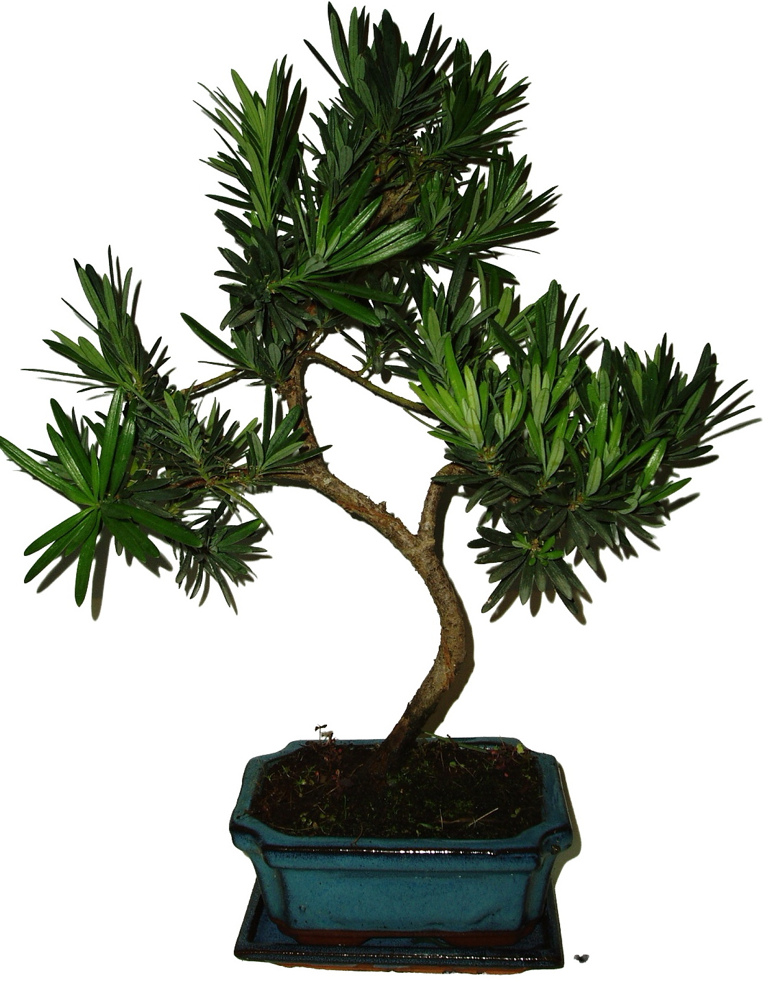 Podocarpus - Kamenný tis 773