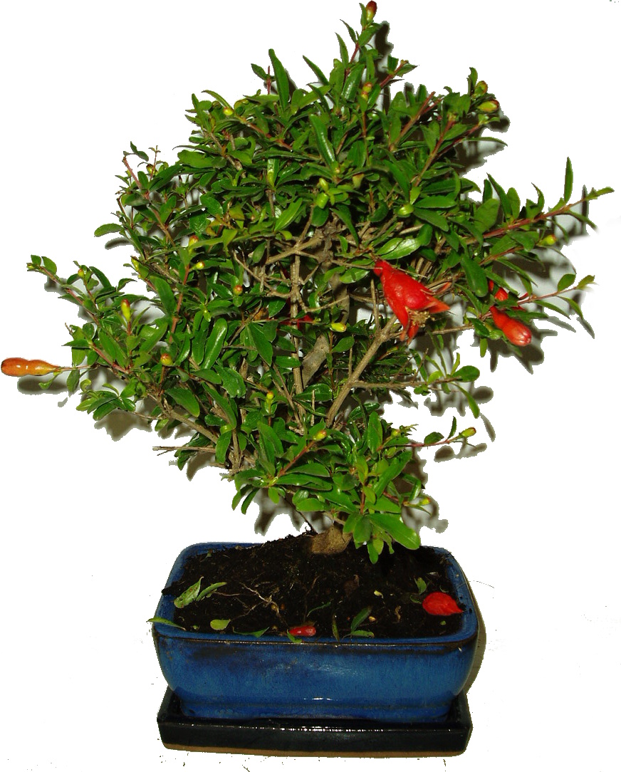 Punica grantum - granátové jablíčko 232