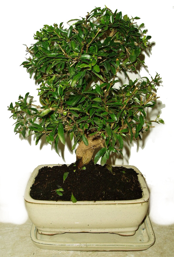 Punica grantum - granátové jablíčko 234