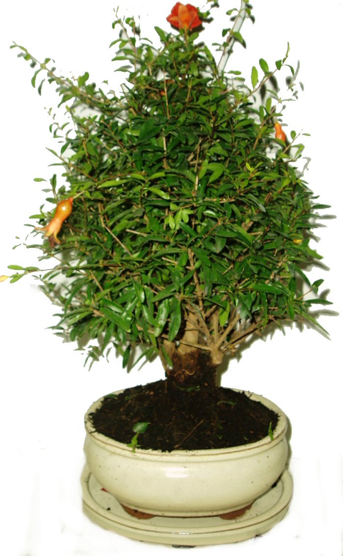 Punica granatum - granátovník 297