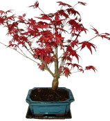 Acer palmatum - Javor dlanitolistý 662 (1/2)