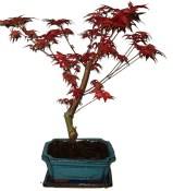 Acer palmatum - Javor dlanitolistý 663 (1/2)
