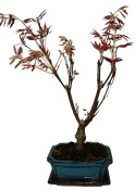 Acer palmatum - Javor dlanitolistý 677 (1/2)