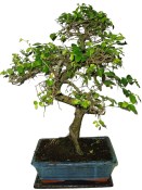 Acerola - Malpighia glabra - tropická barbadosská třešeň 248 (2/2)