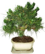 Bonsai Pinus halepensis 404 (1/2)