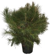 Bonsai Pinus halepensis 572 - obměňuje jehličí (1/2)