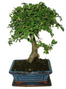 Bonsai Pinus halepensis 596 (2/2)